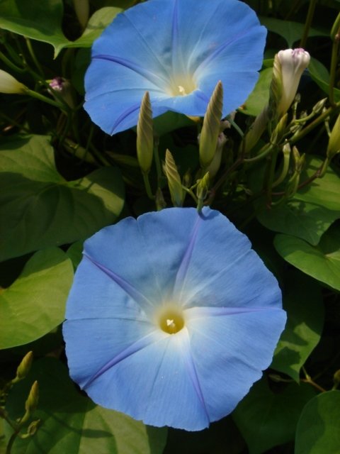 Ipomoea purpurea 'Rubro-caerulea'